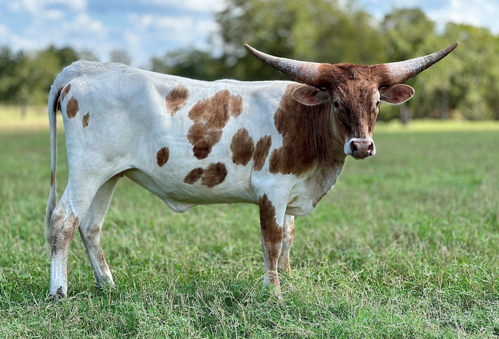 Texas Longhorn heifer calf - Hush Sweet Star