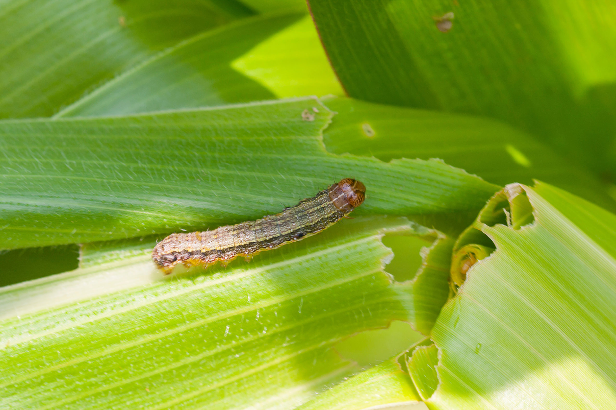 fall armyworm caterpillar eating a leaves on a corn stalk
