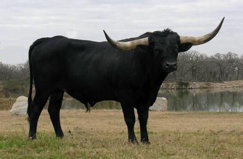 Texas Longhorn Herd Sire - 50 Caliber Star