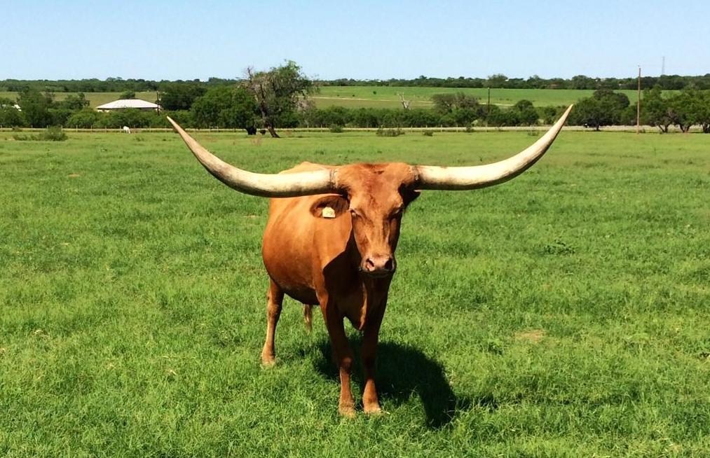 Texas Longhorn Brood Cow - Prime Ginger