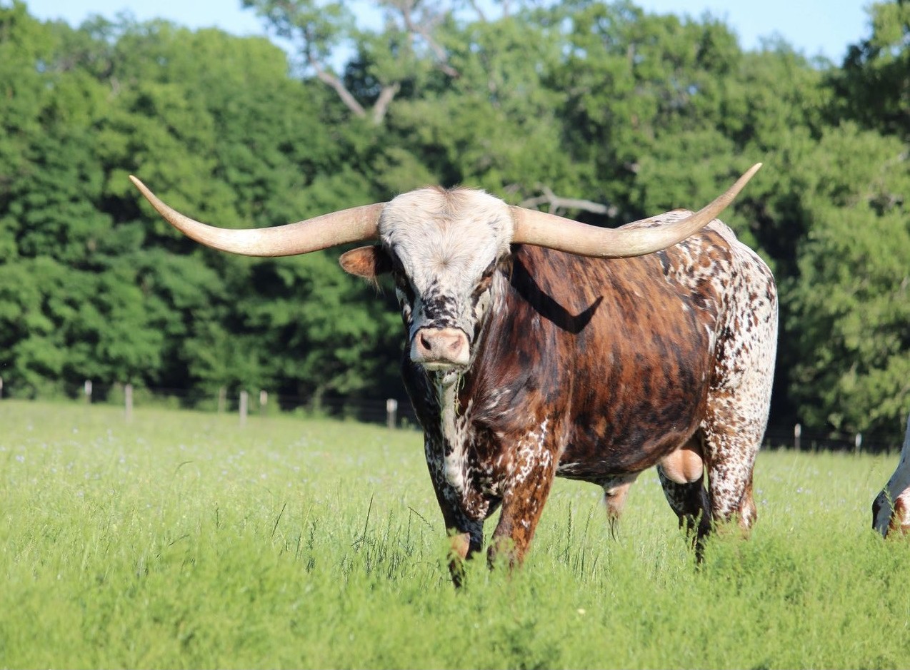 Texas Longhorn Hers Sire - RM Hopes and Dreams