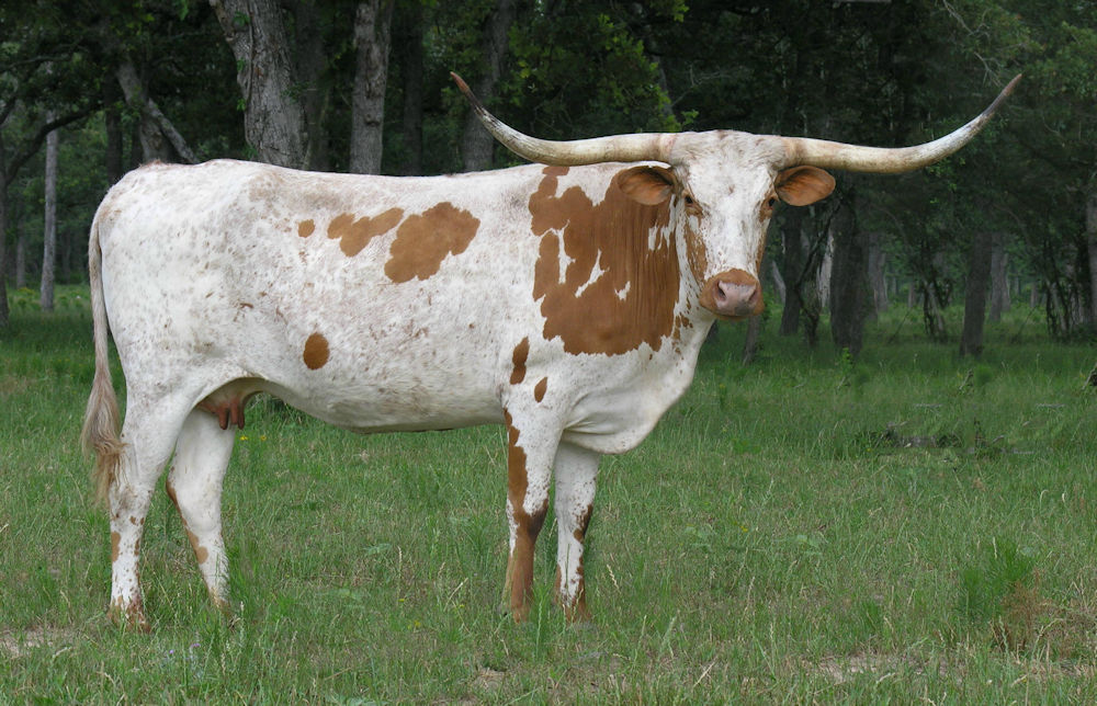 Texas Longhorn brood cow - Rosie Cheeks