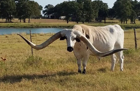 Texas Longhorn trophy steer - Star Flight
