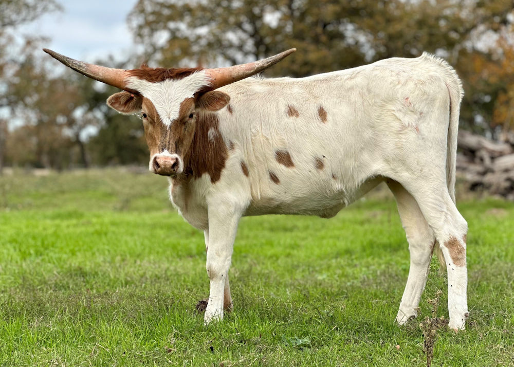 Texas Longhorn heifer - Dally Skedaddle Star