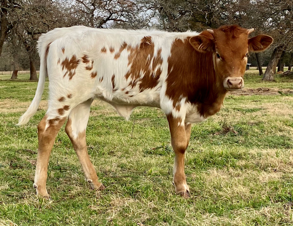 Texas Longhorn heifer calf - Star Crescendo