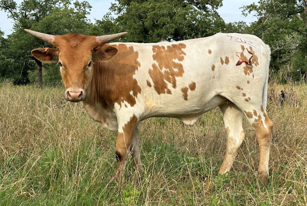 Texas Longhorn heifer - Star Crescendo