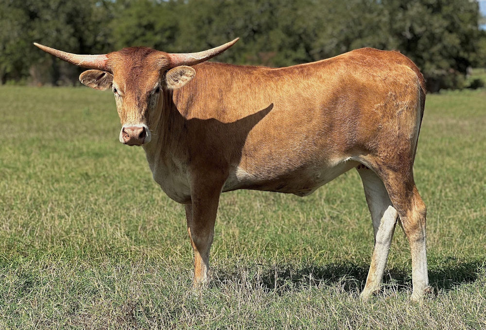Texas Longhorn heifer - Cream with my Stars