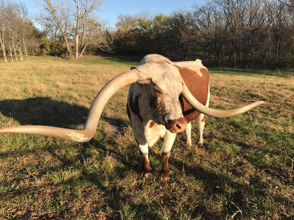 Texas Longhorn Trophy Steer - Dispatch Ruling Star