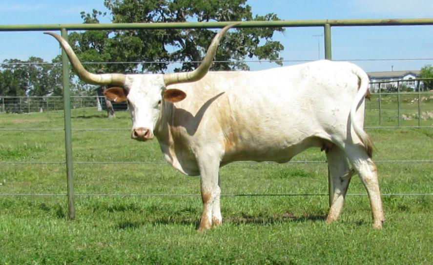 Texas Longhorn Brood Cow - MIJ9 STARBASE 1ST LOVELY