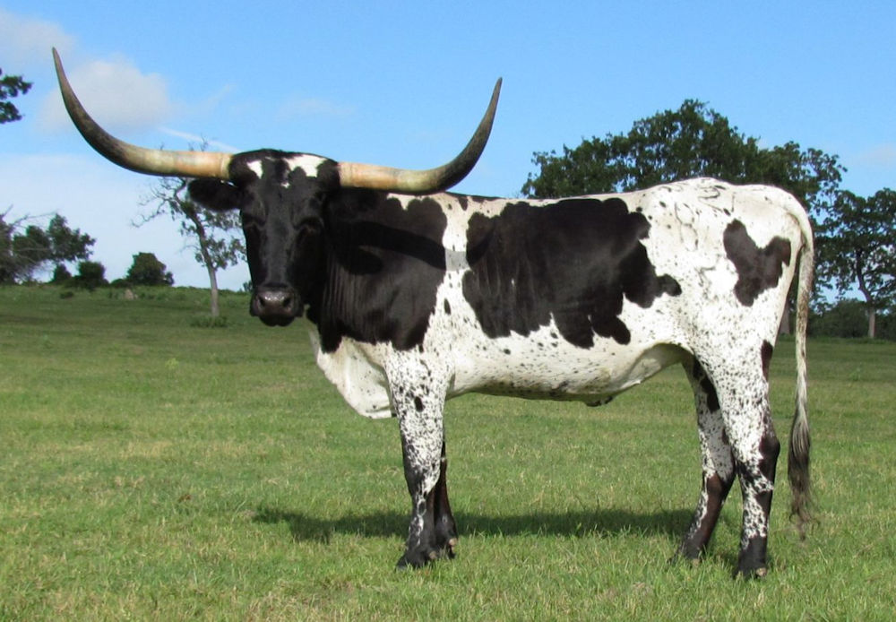 Texas Longhorn Brood Cow - Sarasam Star Image