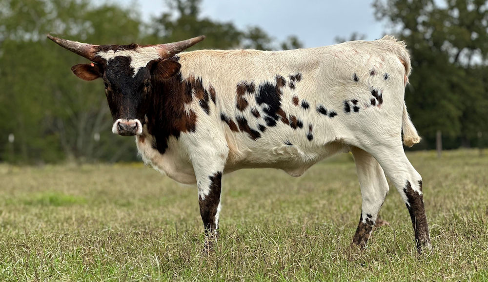 Texas Longhorn heifer - Sparkling Soda Star