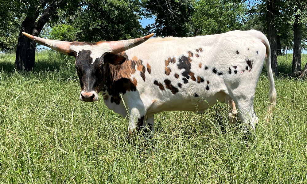 Texas Longhorn heifer calf - Sparkling Soda Star