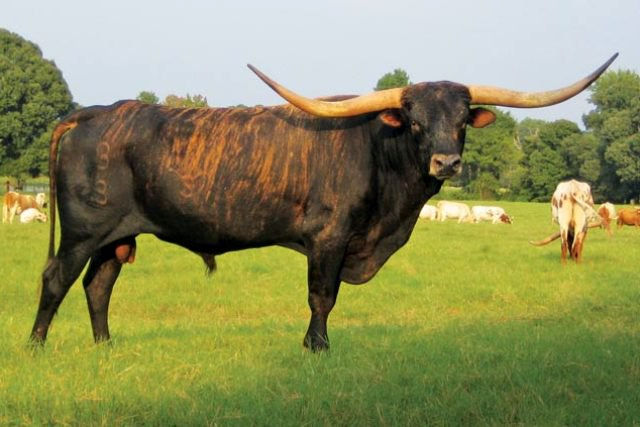 Texas Longhorn Herd Sire - WS Jamakizm