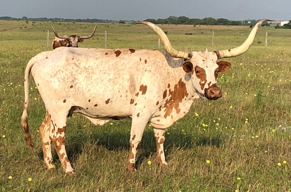 Texas Longhorn Brood Cow - BCR Milky Way 406
