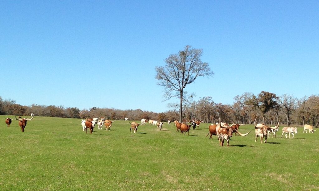 a flat green field with Texas Longhorn cattle in the distance