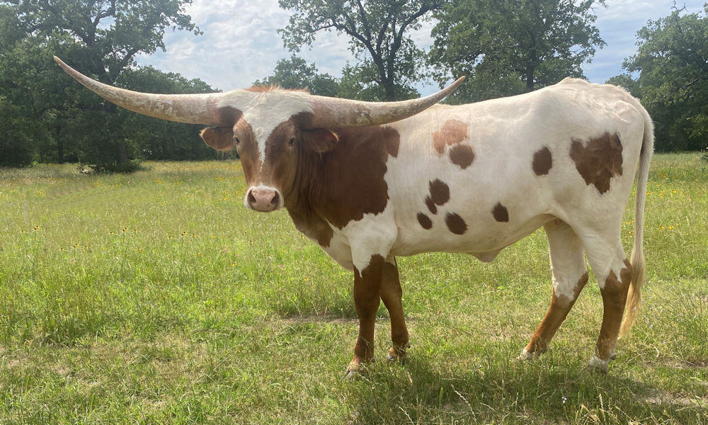 Texas Longhorn heifer - Fanta Star