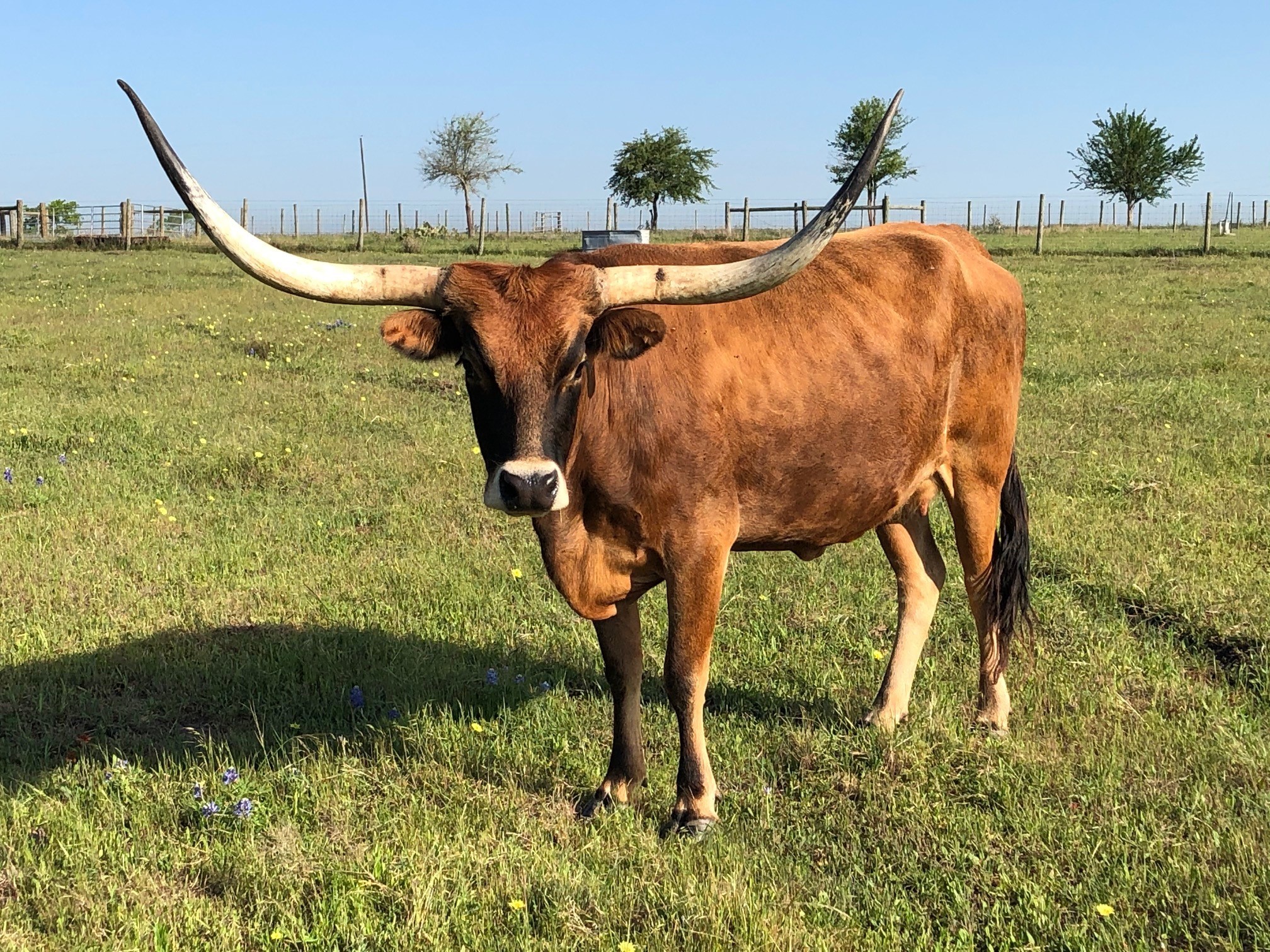 Texas Longhorn brood cow - Full Freckle