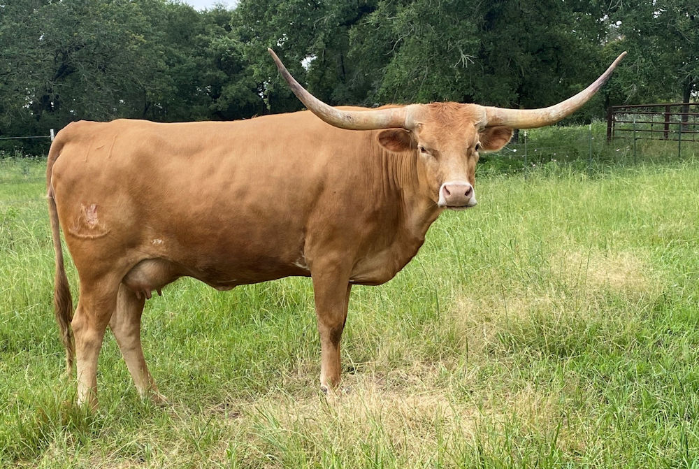 Texas Longhorn heifer - Mayflower 1-1