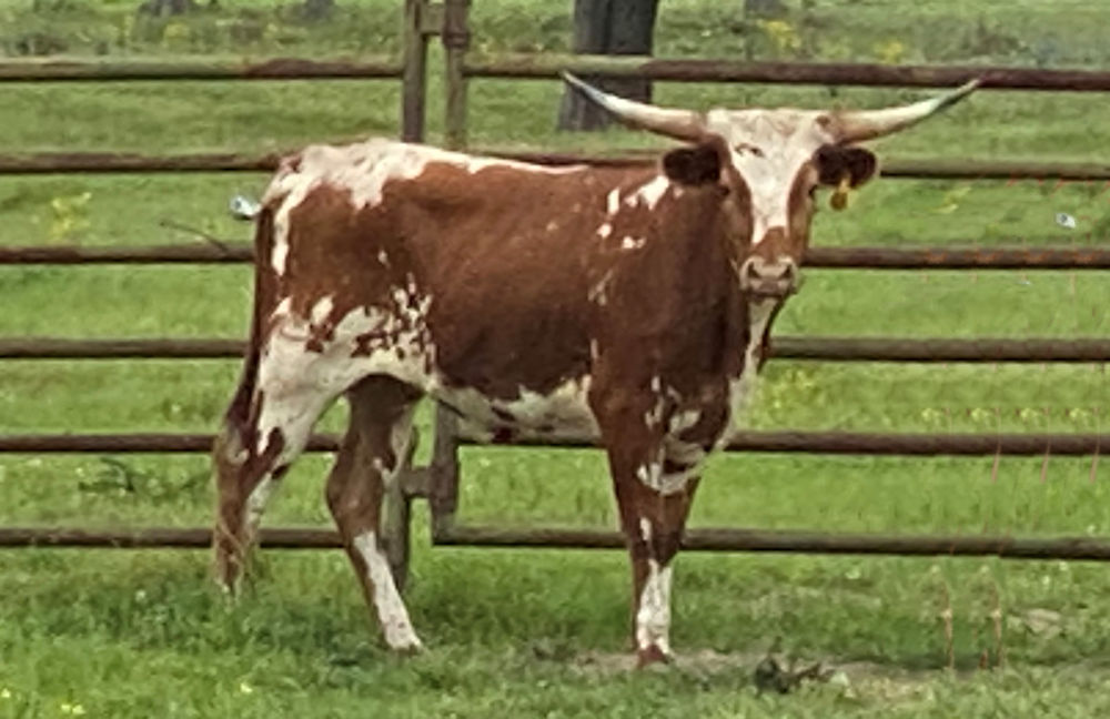 Texas Longhorn heifers - Milk Shake 81