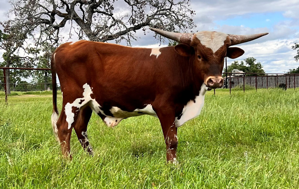 Texas Longhorn Bull calf - Star Outpost