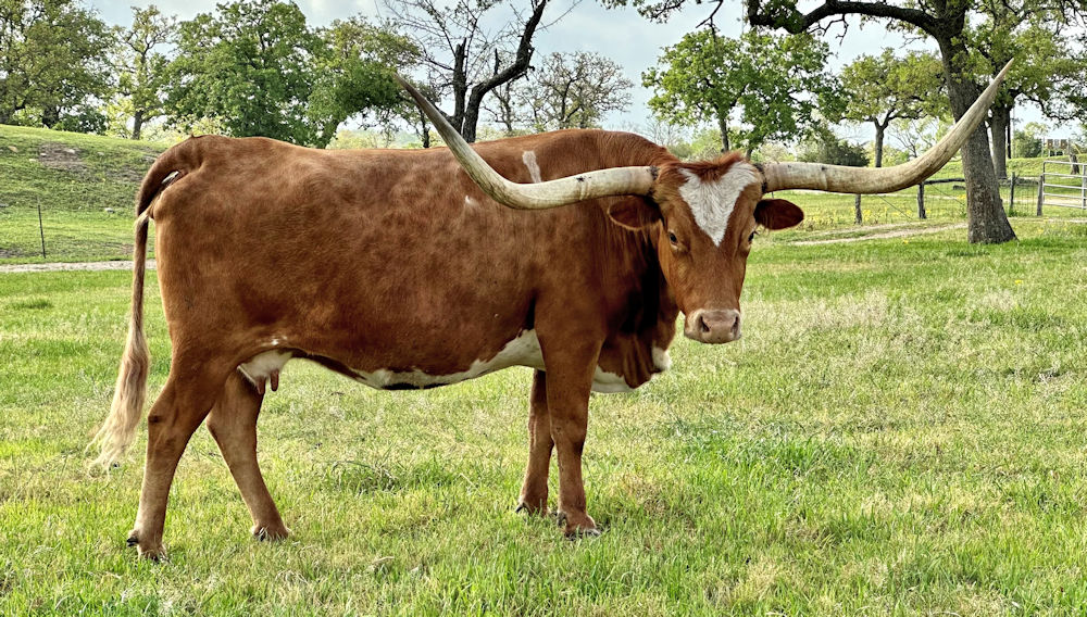 Texas Longhorn Brood Cow - Tic Tock TM