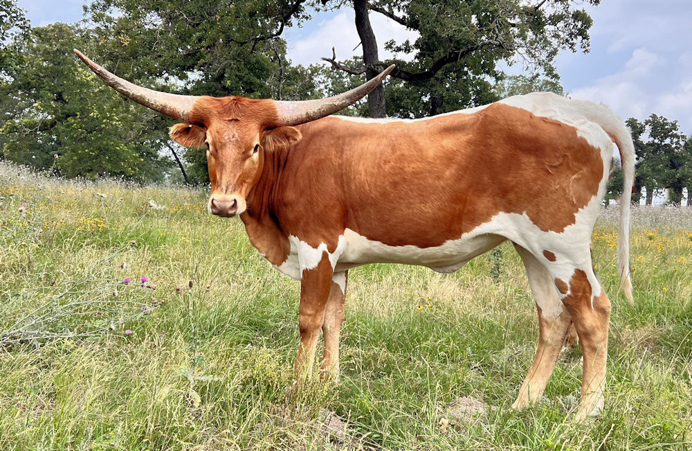 Texas Longhorn heifer - Bella Star