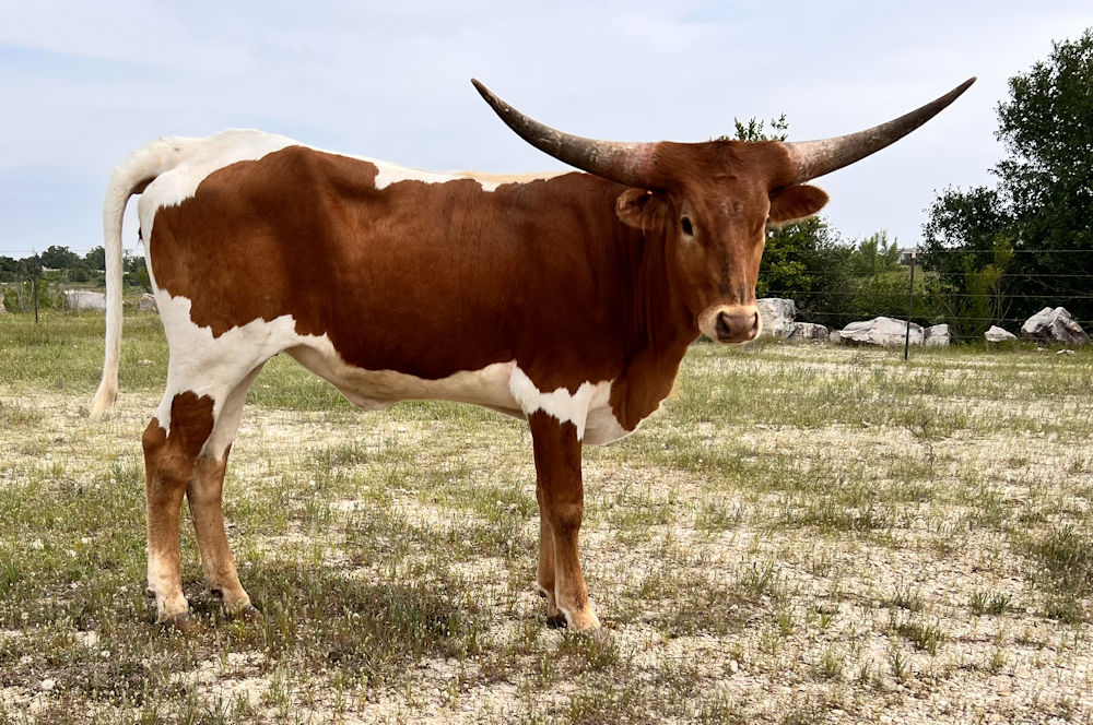Texas Longhorn heifer calf - Bella Star