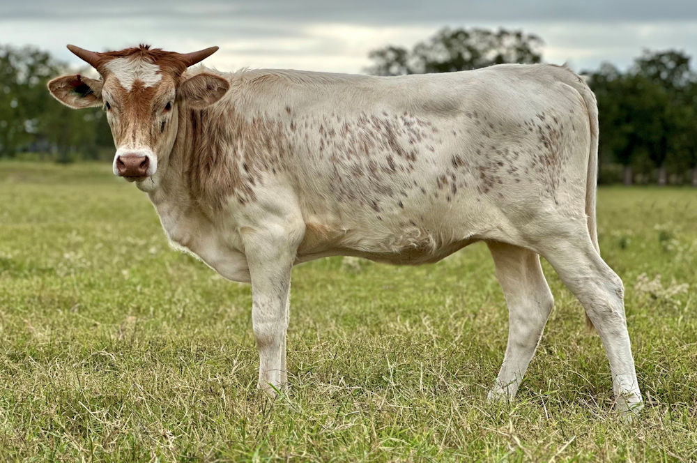 Texas Longhorn heifer calf - Early Morning Star