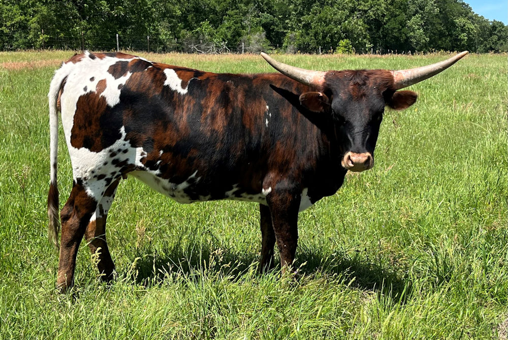 Texas Longhorn heifer calf - Empyreal Star