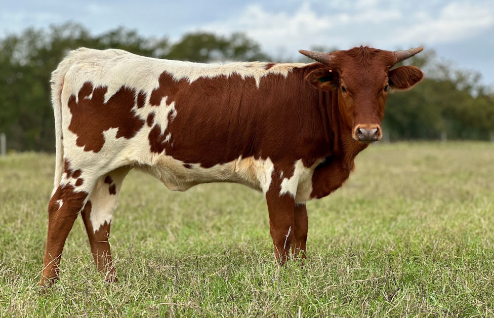 Texas Longhorn heifer - Bittersweet Star