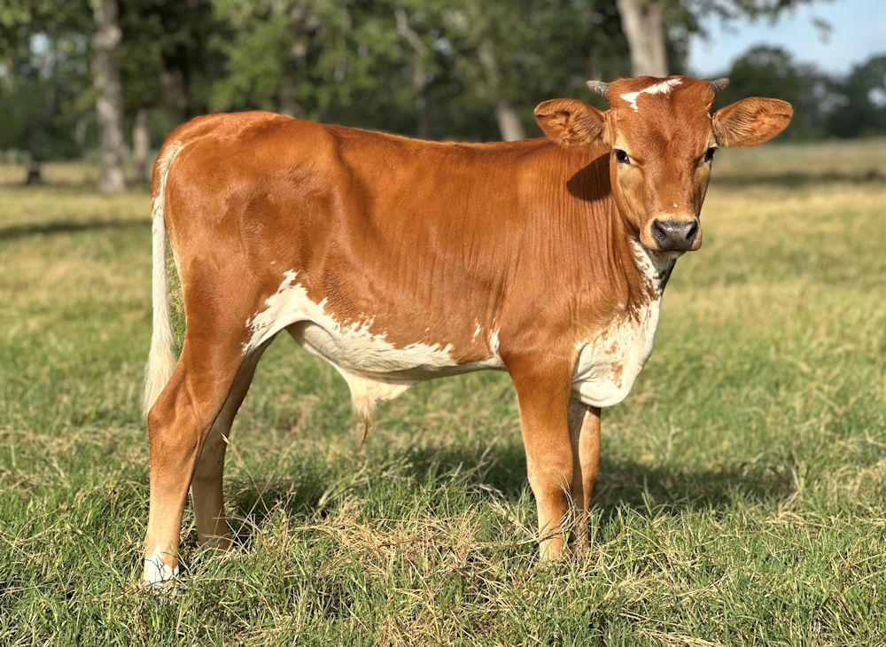 Texas Longhorn bull calf - Star Strategy