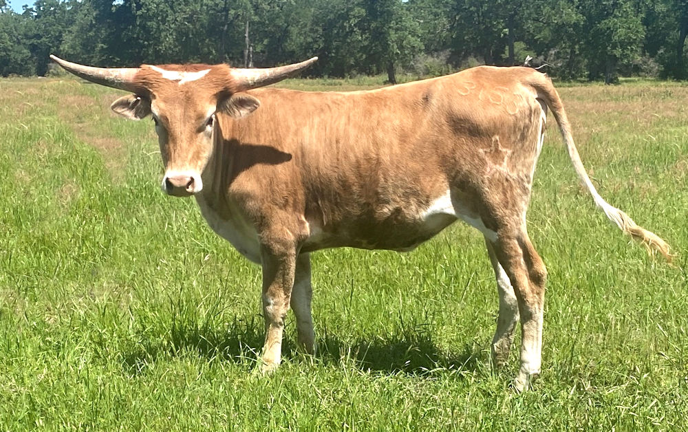 Texas Longhorn Heifer calf - Stars 'or the Meadow