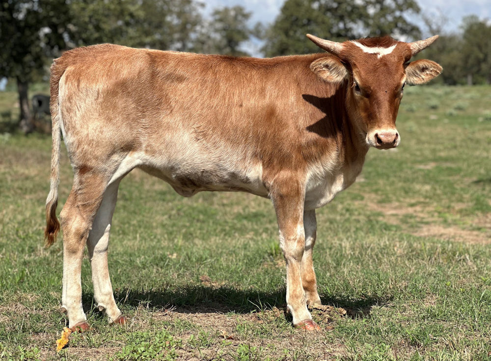 Texas Longhorn Heifer calf - Stars 'or the Meadow