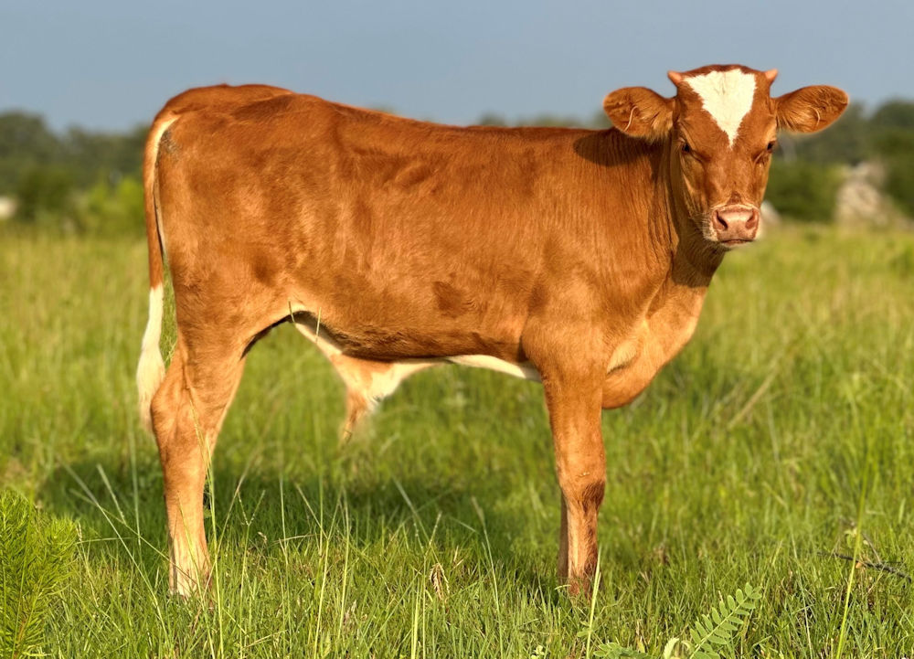 Texas Longhorn bull calf - Burning Star