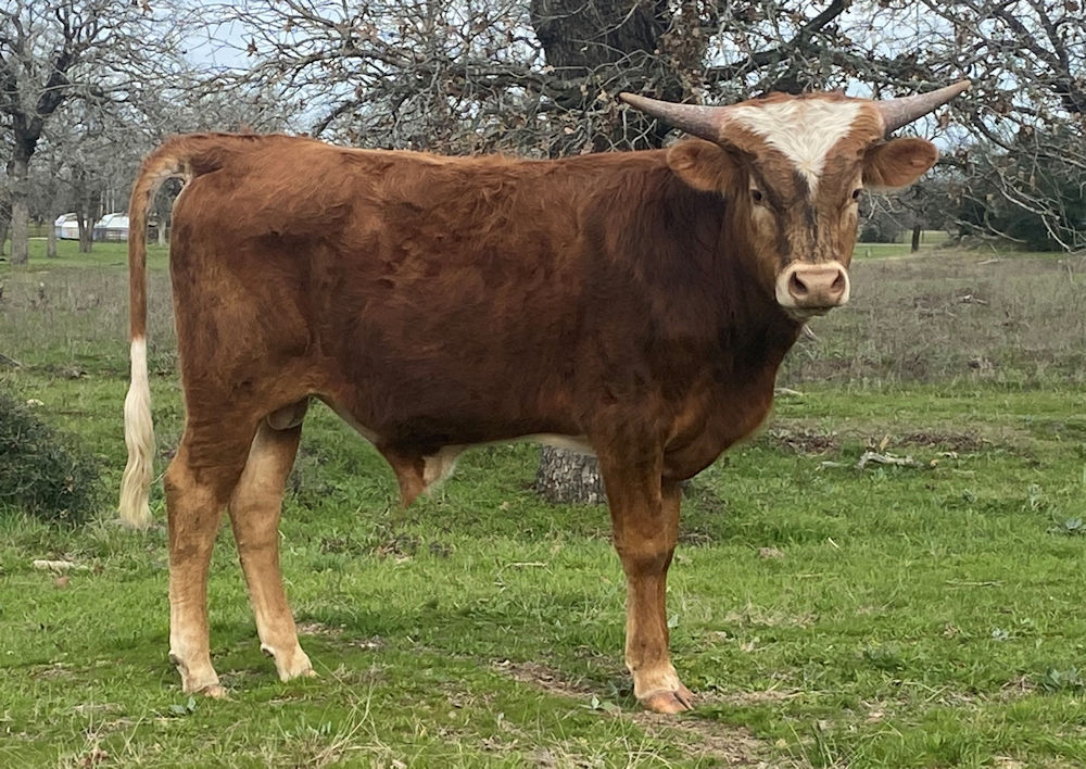 Texas Longhorn steer calf - Burning Star