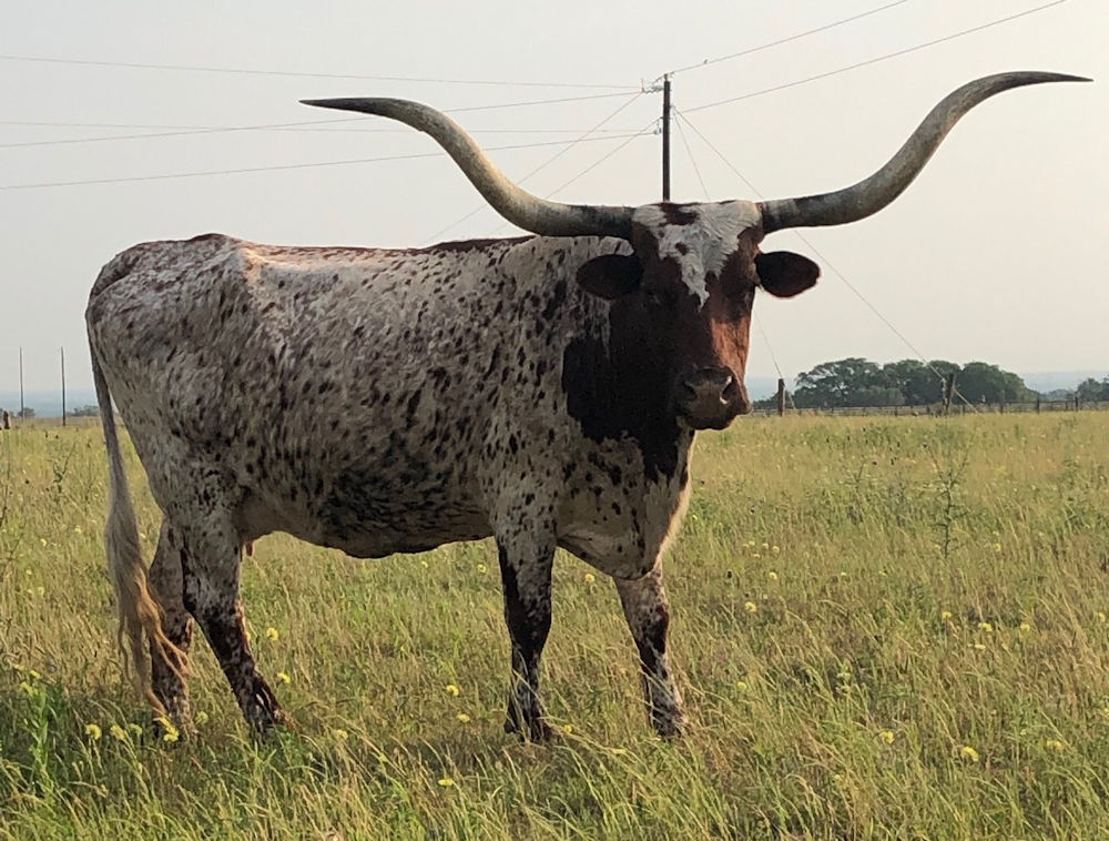 Texas Longhorn Brood Cow - ECR Sure Thing 245
