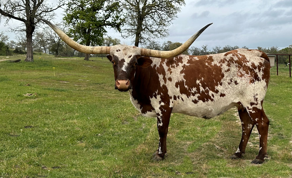 Texas Longhorn brood cow - Front Cover