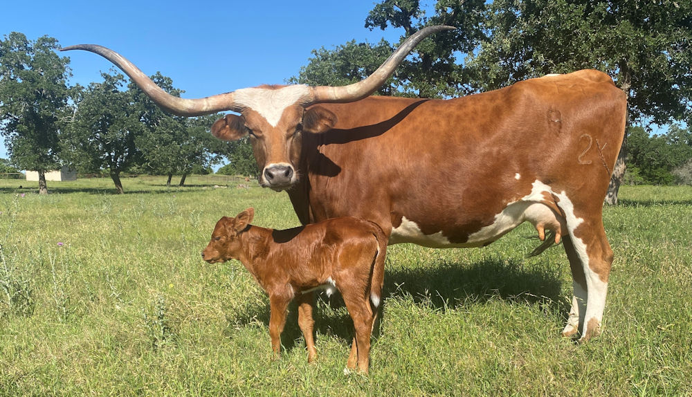 Texas Longhorn brood cow - Lady Stockings TM