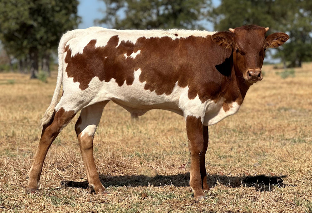 Texas Longhorn bull calf - Rapid Fire Star
