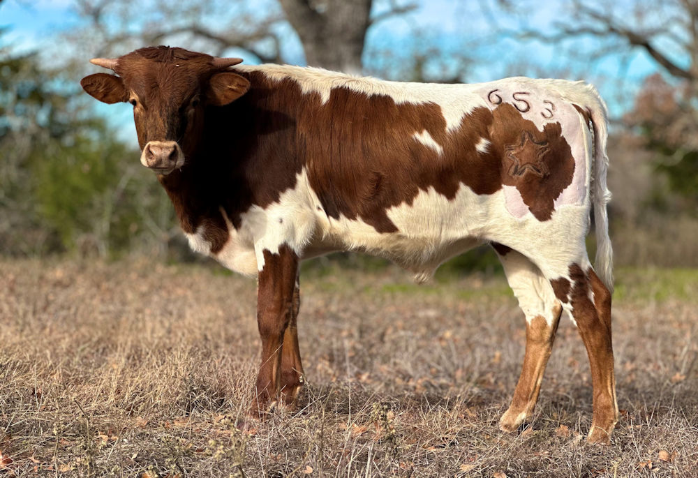 Texas Longhorn bull calf - Rapid Fire Star