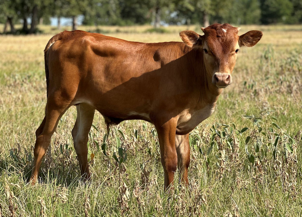 Texas Longhorn bull calf - Red Hondo