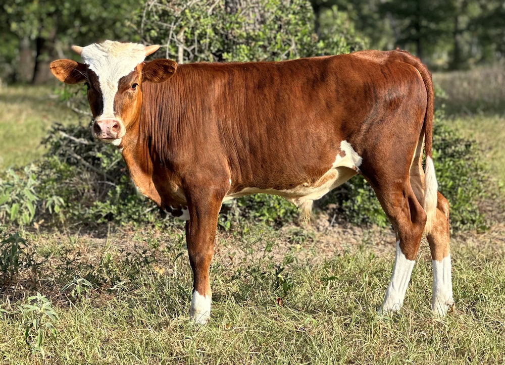 Texas Longhorn bull calf - Sheriff's Star