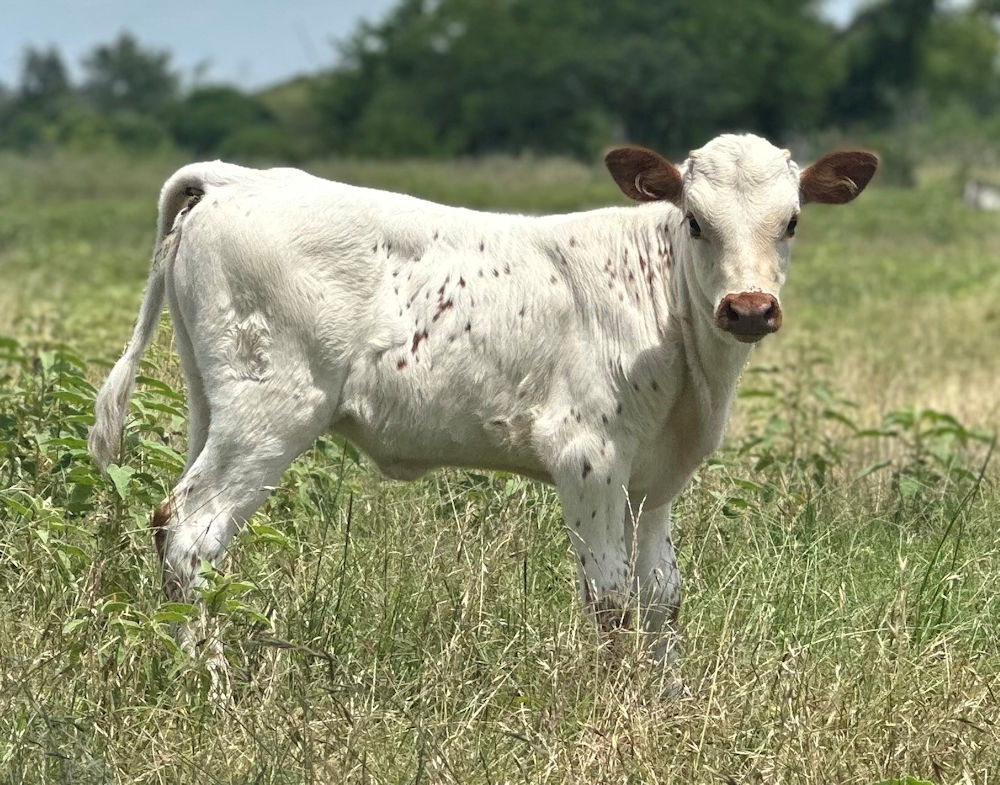Texas Longhorn heifer calf - Social Media Star