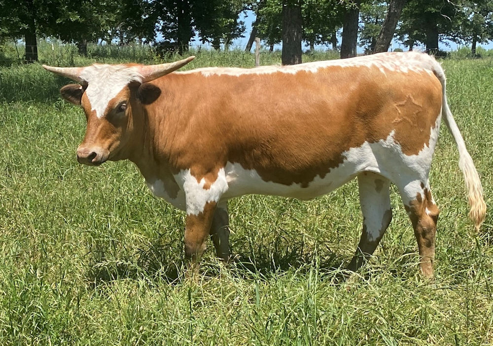 Texas Longhorn heifer - Star Merlot