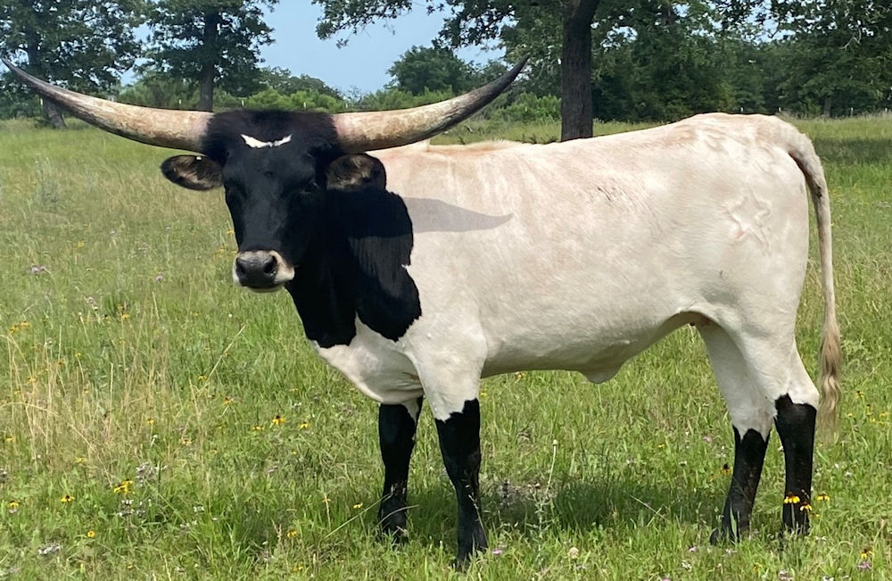 Texas Longhorn heifer - Star Re-Al