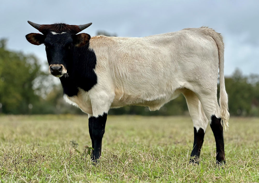 Texas Longhorn heifer - Star Re-Al
