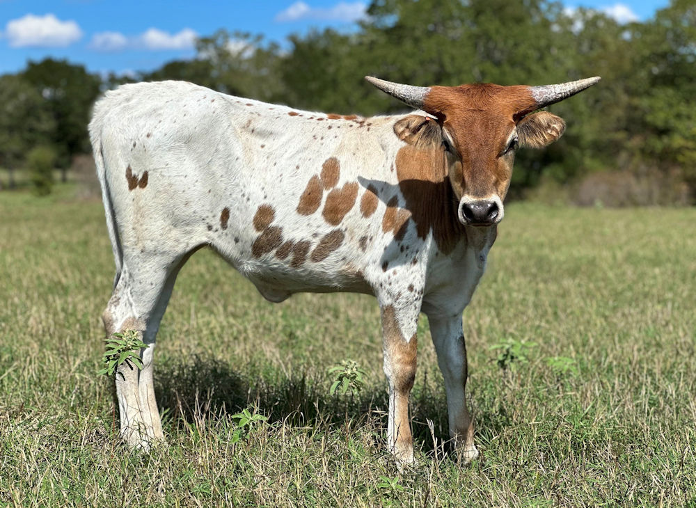 Texas Longhorn heifer for sale - Starship Holly