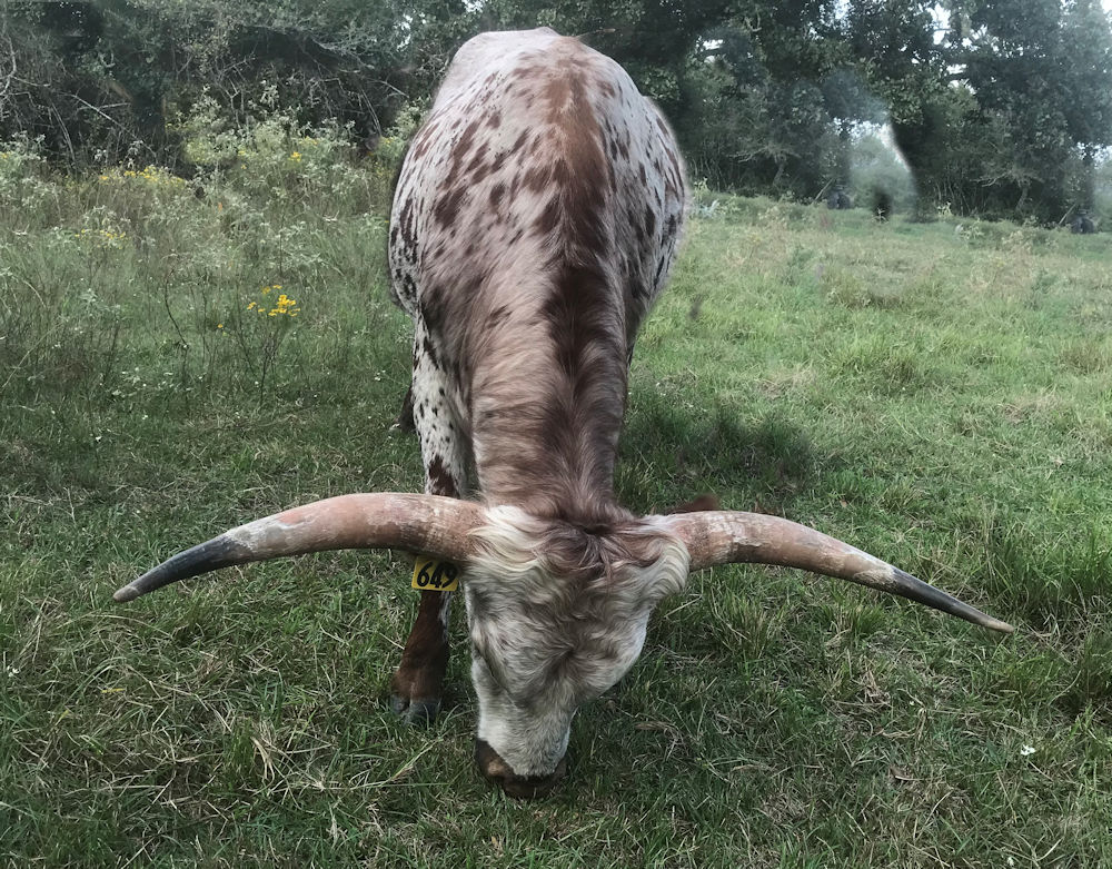Texas Longhorn herd sire - TX W Hondo