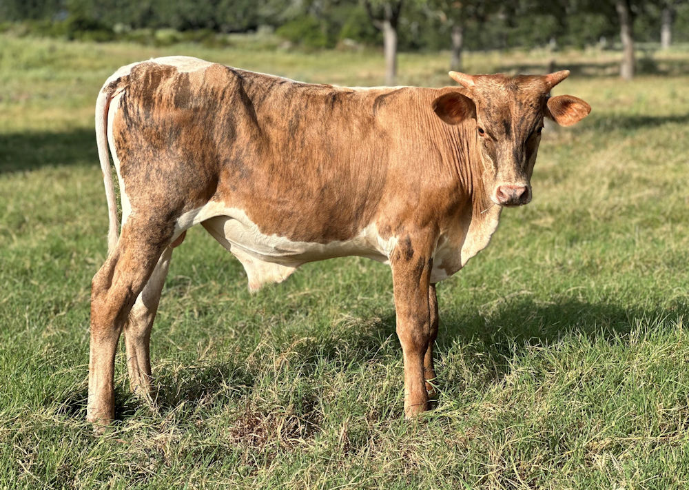 Texas Longhorn bull calf - Tactical Star Command