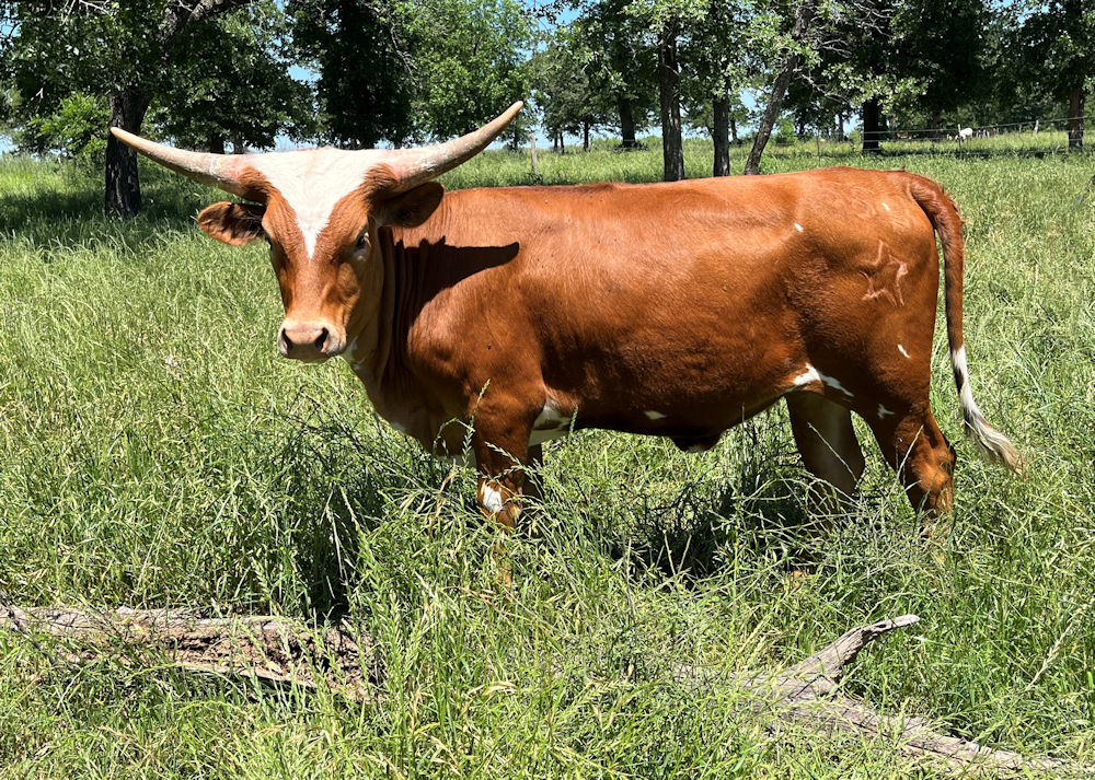 Texas Longhorn heifer - Tangled Up in Stars